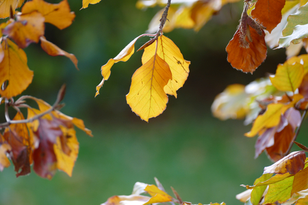 Colorfult autumn leafsの写真素材