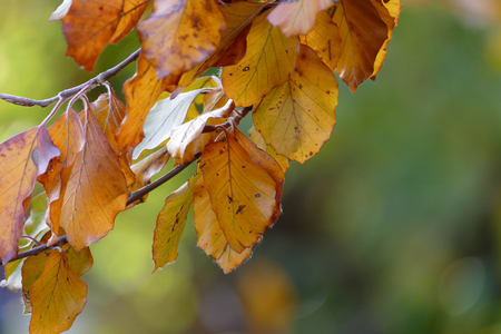 Colorfult autumn leafsの写真素材