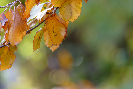 Colorfult autumn leafsの写真素材