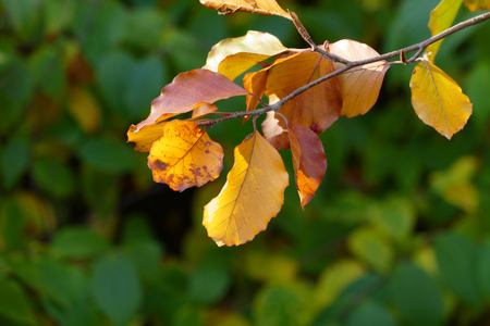 Colorfult autumn leafsの写真素材