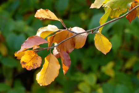 Colorfult autumn leafsの写真素材