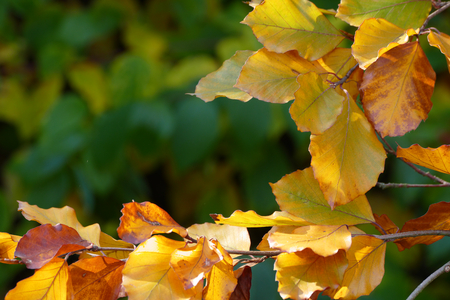 Colorfult autumn leafsの写真素材