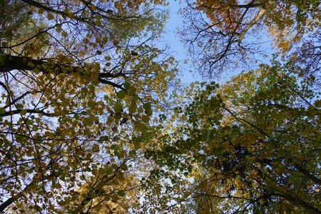 Colorful autumn tree skyward viewの写真素材
