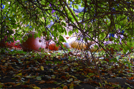 Pumpkins hiden under scrubの写真素材