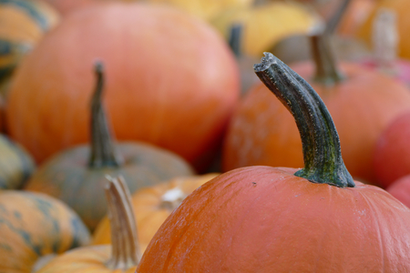 Colorful pumpkinsの写真素材