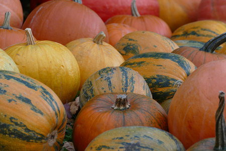Colorful pumpkinsの写真素材