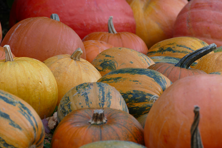 Colorful pumpkinsの写真素材