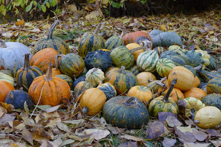 Colorful pumpkinsの写真素材