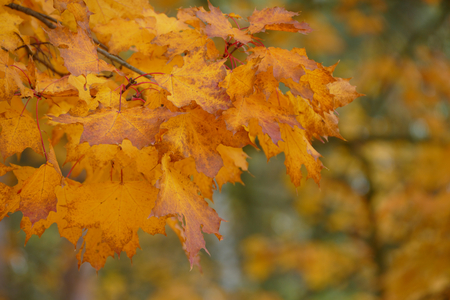 Autumn maple leafsの写真素材