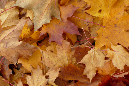 Autumn maple leafsの写真素材