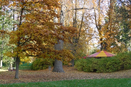 Colorful autumn - tent under treeの写真素材