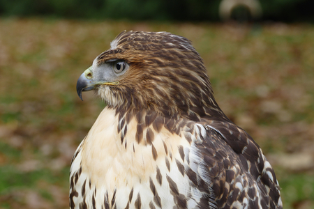 Forest (common) buzzard portraitの写真素材