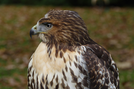 Forest (common) buzzard portraitの写真素材