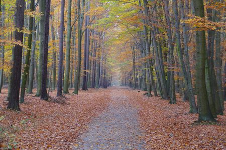 Colorful autumn forest pathの写真素材