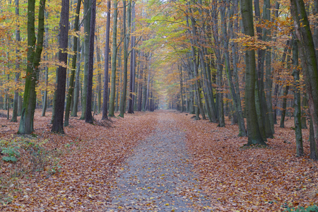 Colorful autumn forest pathの写真素材