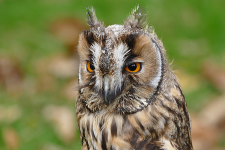 Owl (long-eared)の写真素材