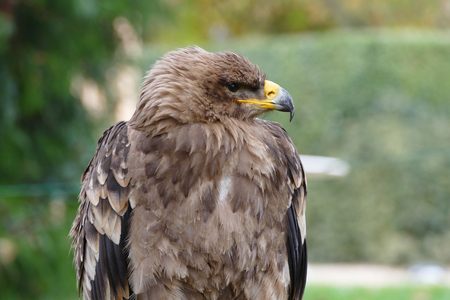 Steppe eagle portraitの写真素材