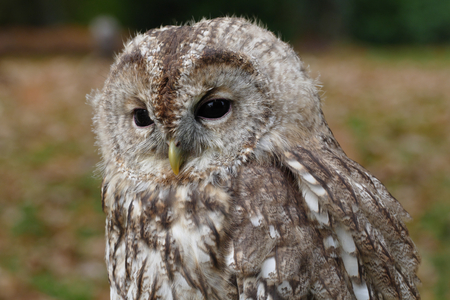 owlの写真素材