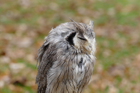 owlの写真素材
