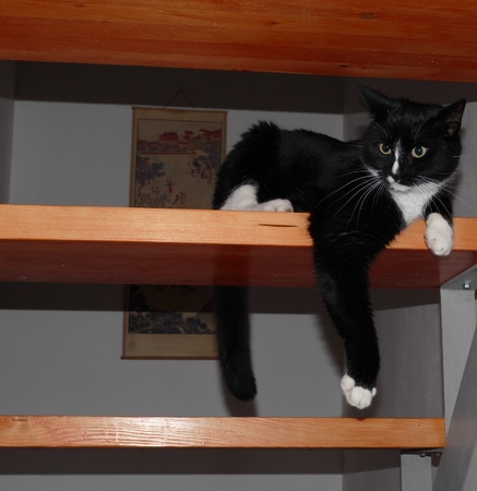 Black and white cat on stairsの写真素材
