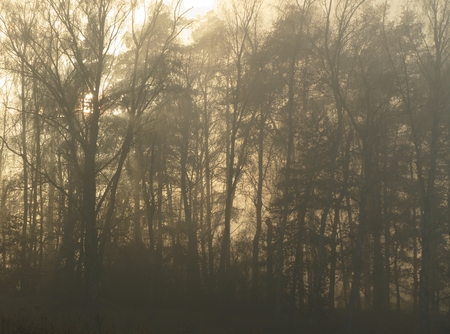 Foggy forestの写真素材