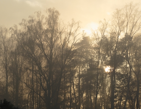 Foggy forestの写真素材