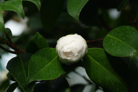 azalea budの写真素材