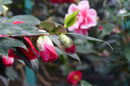 azalea budの写真素材