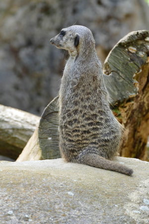 meerkatの写真素材