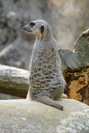 meerkatの写真素材