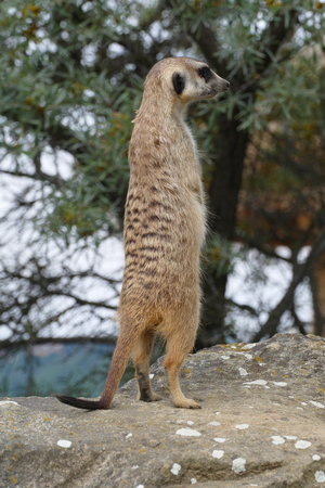meerkatの写真素材
