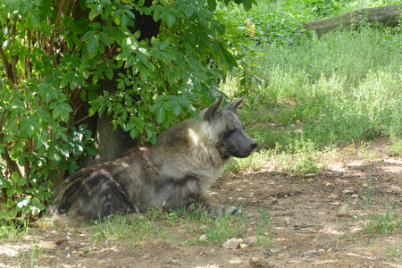 hyenaの写真素材