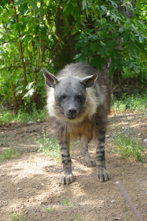 hyenaの写真素材