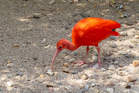 red ibisの写真素材