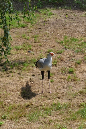 secretarybirdの写真素材