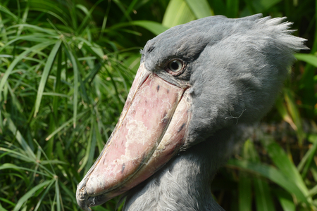 shoebillの写真素材