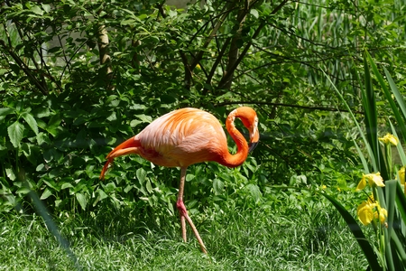 flamingoの写真素材