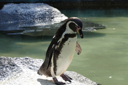 penguinの写真素材