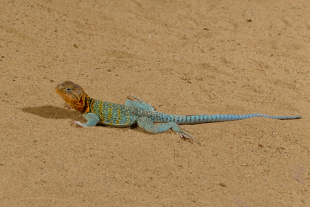 blue lizardの写真素材