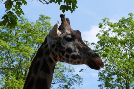 giraffeの写真素材