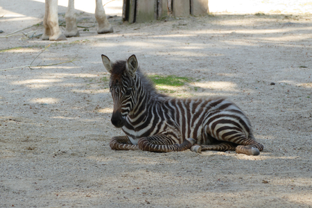 zebraの写真素材