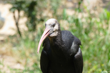 black ibisの写真素材