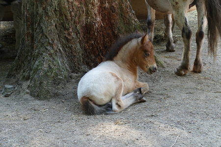 pony coltの写真素材