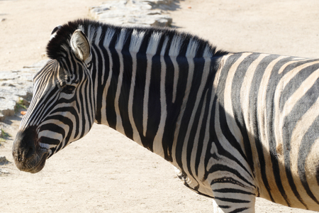 zebraの写真素材