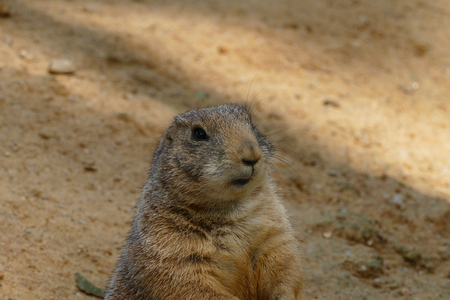 groundhodの写真素材