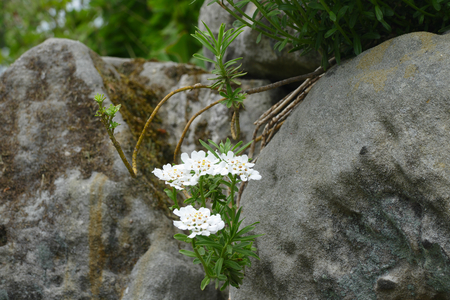 white spring blossomsの写真素材