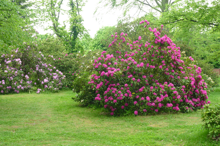 rhododendronの写真素材