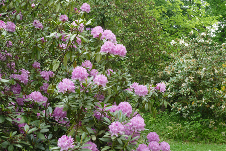 rhododendronの写真素材