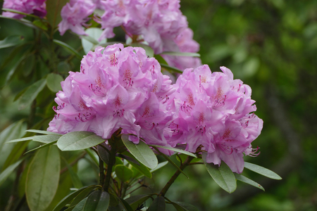 rhododendronの写真素材