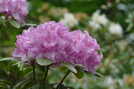 rhododendronの写真素材